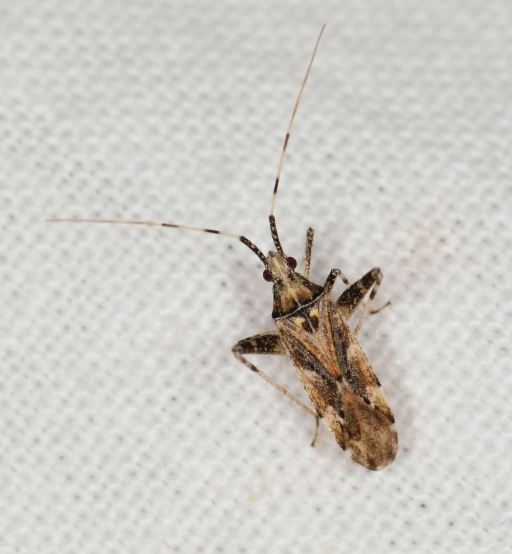 Miridae: Phytocoris obliquoides Wagner, 1959